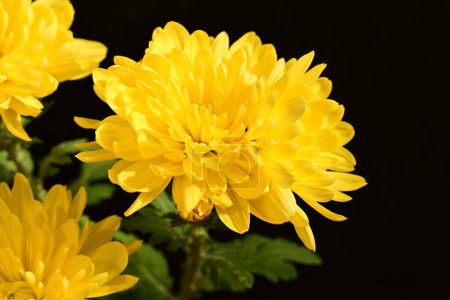 Téléchargez les photos : Belles fleurs lumineuses, vue rapprochée - en image libre de droit