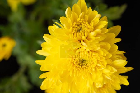 Photo for Chrysanmum flowers close - up. - Royalty Free Image