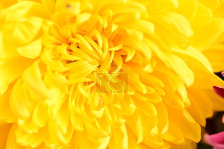 Photo for Bright yellow chrysanthemum flower - Royalty Free Image