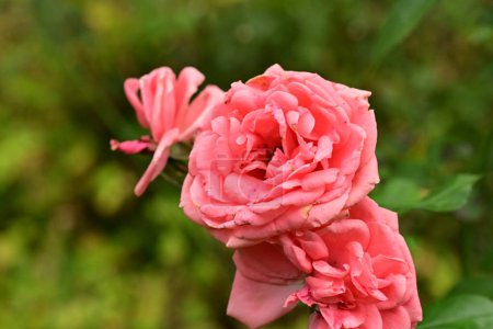Foto de Close up view of beautiful pink flowers in the garden - Imagen libre de derechos