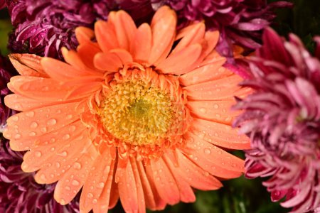 Foto de Hermosas flores brillantes, de cerca - ver - Imagen libre de derechos
