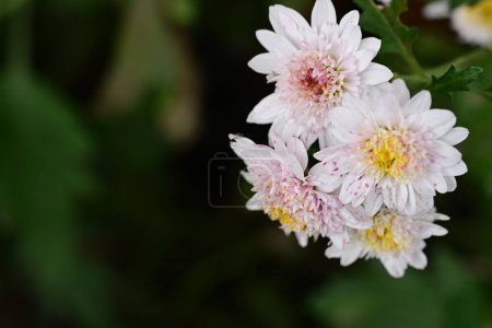 Photo for Beautiful bright flowers, close - up view - Royalty Free Image