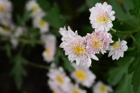 Téléchargez les photos : Belles fleurs lumineuses, vue rapprochée - en image libre de droit