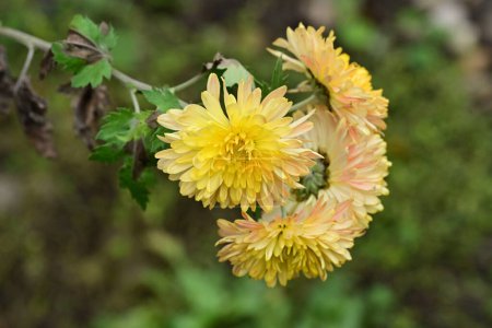 Foto de Hermosas flores en el jardín - Imagen libre de derechos