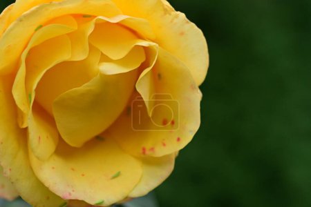 Foto de Hermosa rosa en el jardín - Imagen libre de derechos