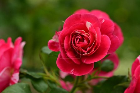 Téléchargez les photos : Belle fleur dans le jardin - en image libre de droit