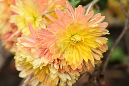 Photo for Beautiful chrysanthemum flowers in the garden - Royalty Free Image