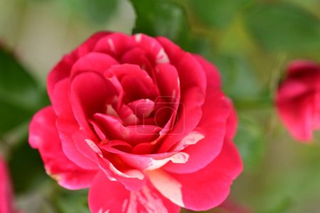 Téléchargez les photos : Belle rose dans le jardin - en image libre de droit