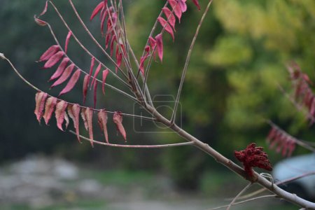Téléchargez les photos : Feuilles rouges sur l'arbre, belle photo botanique, fond d'écran naturel - en image libre de droit