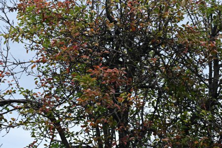 Téléchargez les photos : Arbre d'automne aux feuilles jaunes, flore de saison d'automne - en image libre de droit