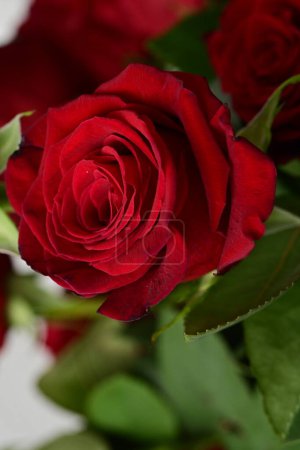 Photo for Red rose flower, close up - Royalty Free Image