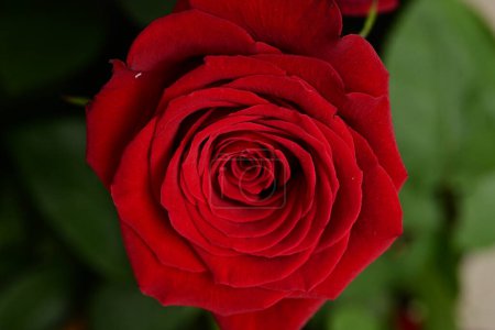 Téléchargez les photos : Rose rouge fleur, gros plan - en image libre de droit
