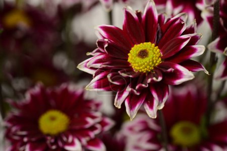 Photo for Beautiful chrysanthemums  flowers in the garden - Royalty Free Image