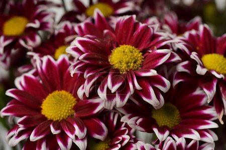 Foto de Hermosas flores de crisantemos en el jardín - Imagen libre de derechos