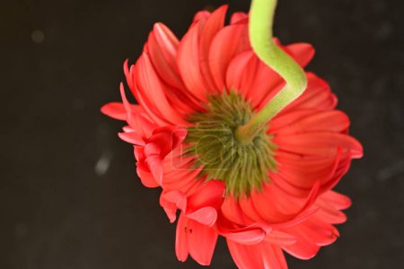Photo for Gerbera flower on black background - Royalty Free Image