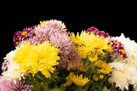 Téléchargez les photos : Gros plan de fleurs de chrysanthème colorées - en image libre de droit