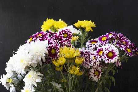Foto de Hermosas flores de crisantemos, de cerca - Imagen libre de derechos