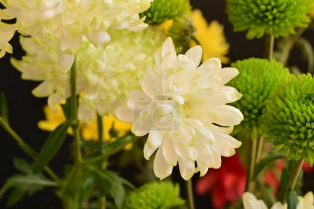 Téléchargez les photos : Belles fleurs de chrysanthèmes dans le jardin - en image libre de droit
