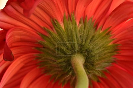 Foto de Beautiful  gerbera flower close up view, summer concept - Imagen libre de derechos