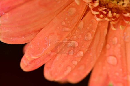 Téléchargez les photos : Beautiful  gerbera flower close up view, summer concept - en image libre de droit