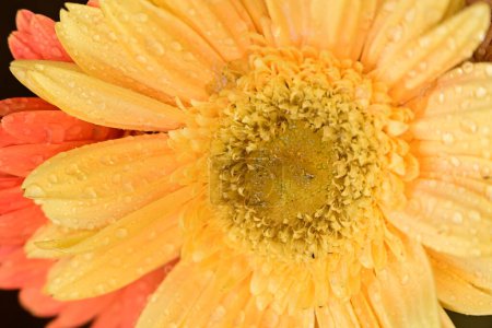 Photo for Beautiful  gerbera flower close up view, summer concept - Royalty Free Image