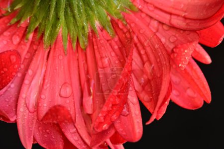 Foto de Hermosa flor gerbera vista de cerca, concepto de verano - Imagen libre de derechos