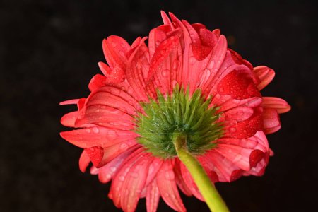 Photo for Beautiful  gerbera flower close up view, summer concept - Royalty Free Image