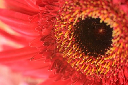 Téléchargez les photos : Beautiful  gerbera flower close up view, summer concept - en image libre de droit