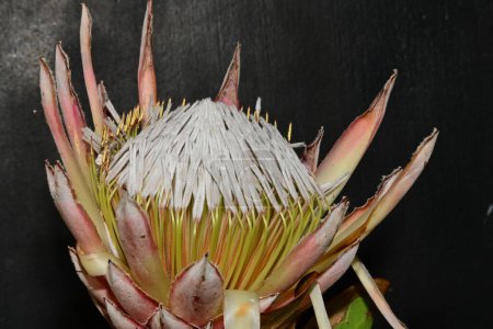 Foto de Flor, hermoso plano botánico, fondo de pantalla natural - Imagen libre de derechos
