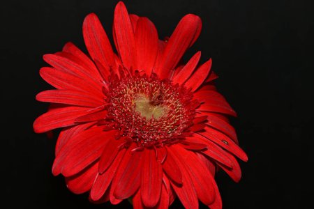Foto de Hermosa flor de gerberas sobre fondo oscuro, concepto de verano, vista cercana - Imagen libre de derechos