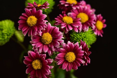 Photo for Beautiful chrysanthemums  flowers, close up - Royalty Free Image