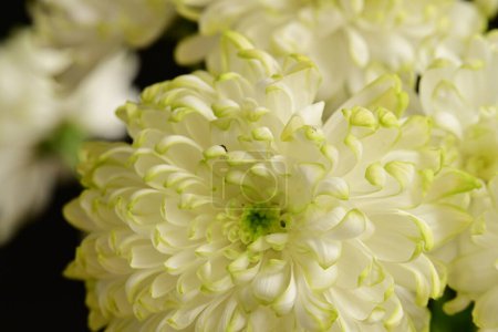 Téléchargez les photos : Belles fleurs de chrysanthèmes, gros plan - en image libre de droit