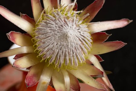 Foto de Primer plano - arriba de la flor de protea, concepto floral - Imagen libre de derechos
