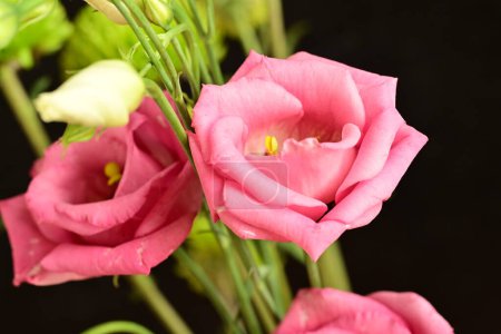 Téléchargez les photos : Belles fleurs lumineuses, gros plan - en image libre de droit