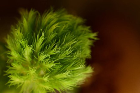 Foto de Hermosa flor esponjosa verde sobre el fondo oscuro - Imagen libre de derechos