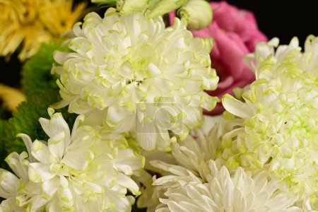 Foto de Hermosas flores, concepto floral, fondo oscuro - Imagen libre de derechos