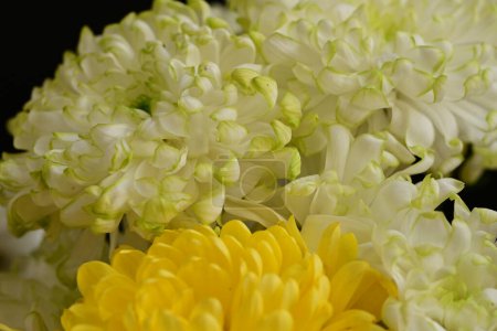 Téléchargez les photos : Belles fleurs, fond concept floral - en image libre de droit