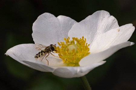 Téléchargez les photos : Abeille sur la fleur blanche, gros plan - en image libre de droit