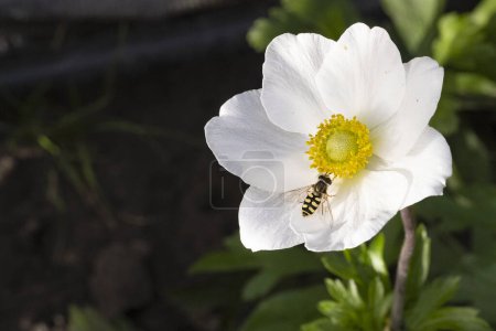 Foto de Abeja en la flor blanca, de cerca - Imagen libre de derechos