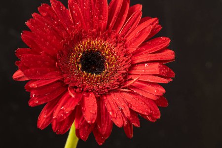 Photo for Beautiful red gerbera flower - Royalty Free Image