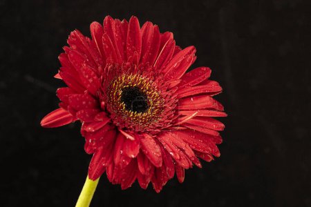 Téléchargez les photos : Gerbera rouge fleur close - vers le haut - en image libre de droit