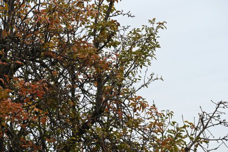 Téléchargez les photos : Beau paysage automnal, branches d'arbres aux feuilles - en image libre de droit