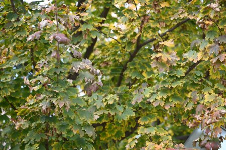 Téléchargez les photos : Beau paysage automnal, branches d'arbres aux feuilles - en image libre de droit