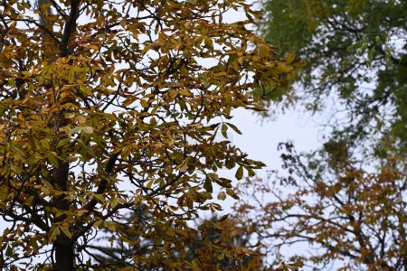Foto de Hermoso paisaje otoñal, ramas de árboles con hojas - Imagen libre de derechos