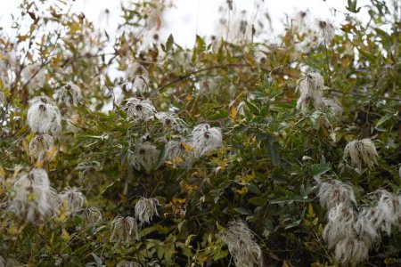 Téléchargez les photos : Fleurs duveteuses blanches dans le jardin - en image libre de droit
