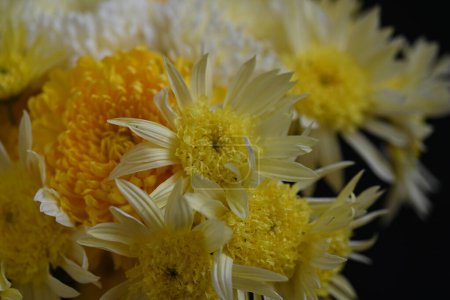 Téléchargez les photos : Beautiful white and yellow flowers, floral concept background - en image libre de droit