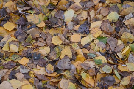 Photo for Autumn leaves in the park - Royalty Free Image