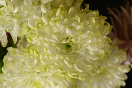 Téléchargez les photos : Fleurs de chrysanthème blanc dans le jardin - en image libre de droit