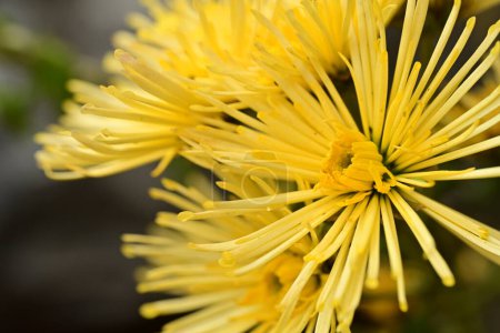 Téléchargez les photos : Belles fleurs jaunes, gros plan - en image libre de droit