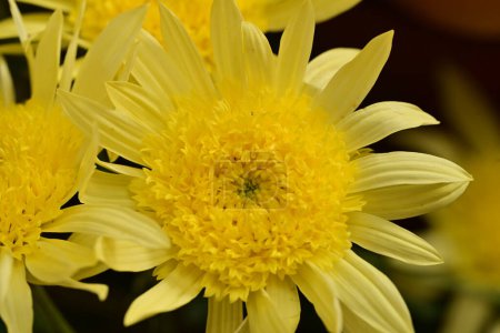 Photo for Beautiful yellow  flowers in the garden - Royalty Free Image